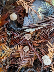 Paragymnopus sequoiae