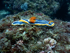Chromodoris magnifica