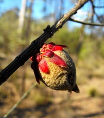 Cylindrococcus casuarinae