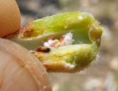 Cylindrococcus casuarinae