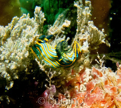 Tambja victoriae