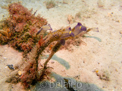 Clavelina meridionalis
