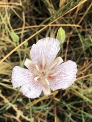 Calochortus striatus