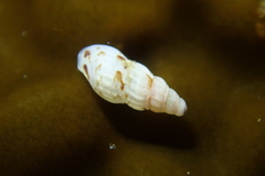 Exaesopus subturritus