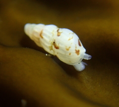 Exaesopus subturritus