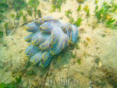 Botrylloides magnicoecus