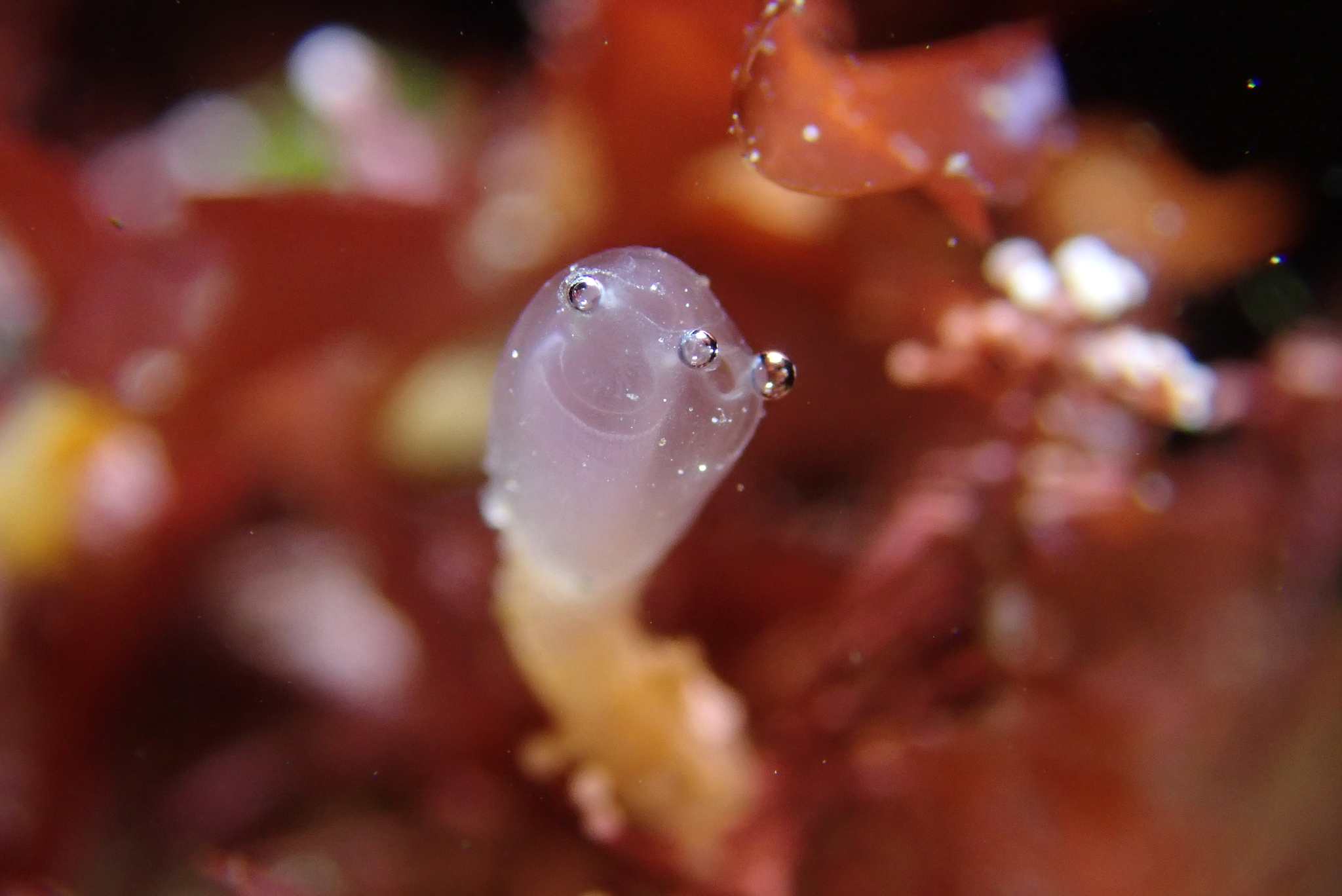 Euherdmania claviformis (Ritter, 1903)