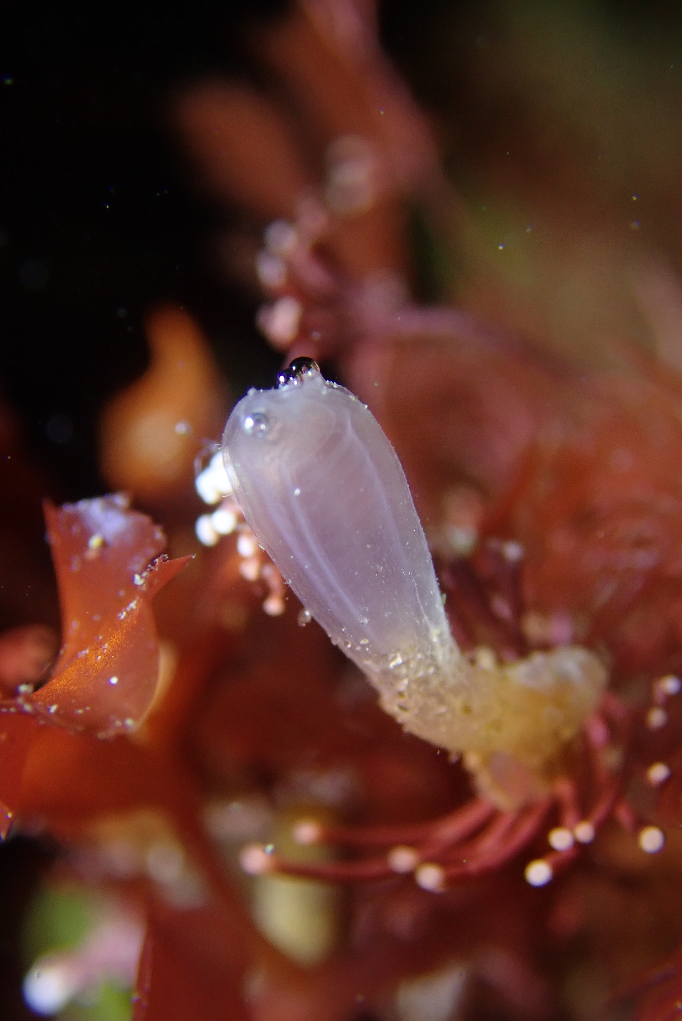 Euherdmania claviformis (Ritter, 1903)