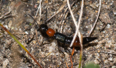 Paederus cruenticollis