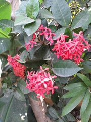 Ixora