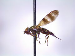 Chaetopsis massyla