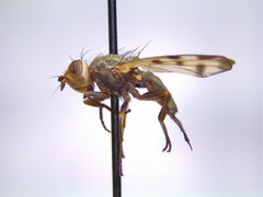 Melieria cana