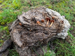 Conocybe coprophila