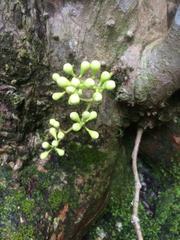 Syzygium thompsonii