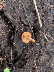 Conocybe coprophila