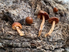 Conocybe coprophila
