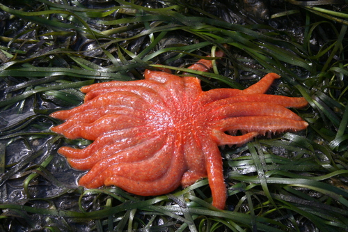 Sunflower Sea Star photographed in Washington