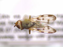 Melieria cana