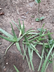 Aloe vera