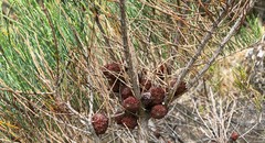 Allocasuarina pusilla
