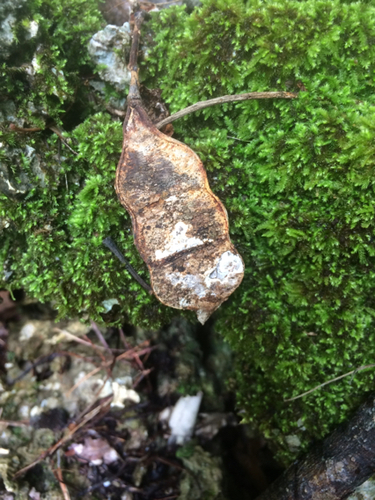 Serianthes nelsonii observed 2015-04-16