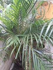 Dypsis lutescens