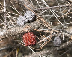 Allocasuarina pusilla