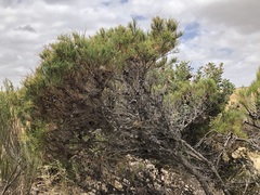 Allocasuarina pusilla