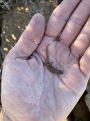 Goggia matzikamaensis