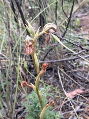 Pterostylis hamata