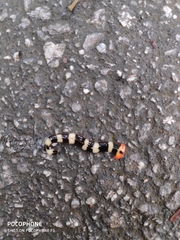 Diversibipalium rauchi