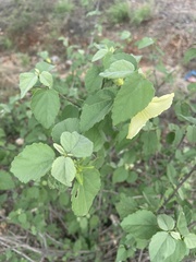 Hibiscus platycalyx
