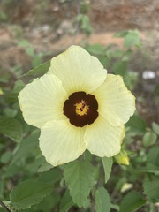 Hibiscus platycalyx
