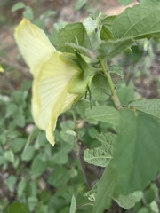 Hibiscus platycalyx