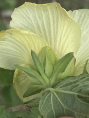 Hibiscus platycalyx