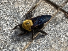 Xylocopa appendiculata appendiculata