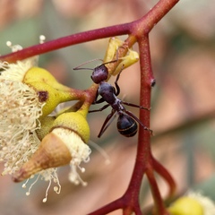 Camponotus aurocinctus
