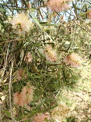 Melaleuca paludicola