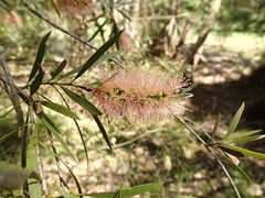 Melaleuca paludicola