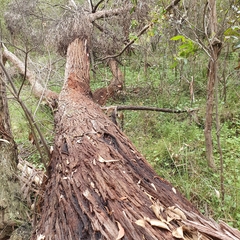 Eucalyptus blaxlandii