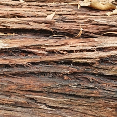 Eucalyptus blaxlandii