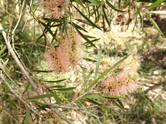 Melaleuca paludicola