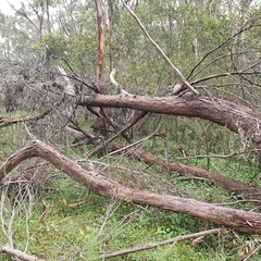 Eucalyptus blaxlandii