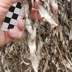 Eucalyptus blaxlandii