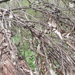 Eucalyptus blaxlandii