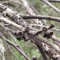 Eucalyptus blaxlandii