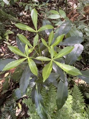 Pseudopanax crassifolius × lessonii