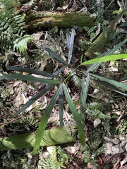 Pseudopanax crassifolius × lessonii