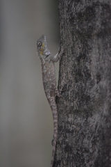 Vietnamese Blue Crested Lizard photo 5