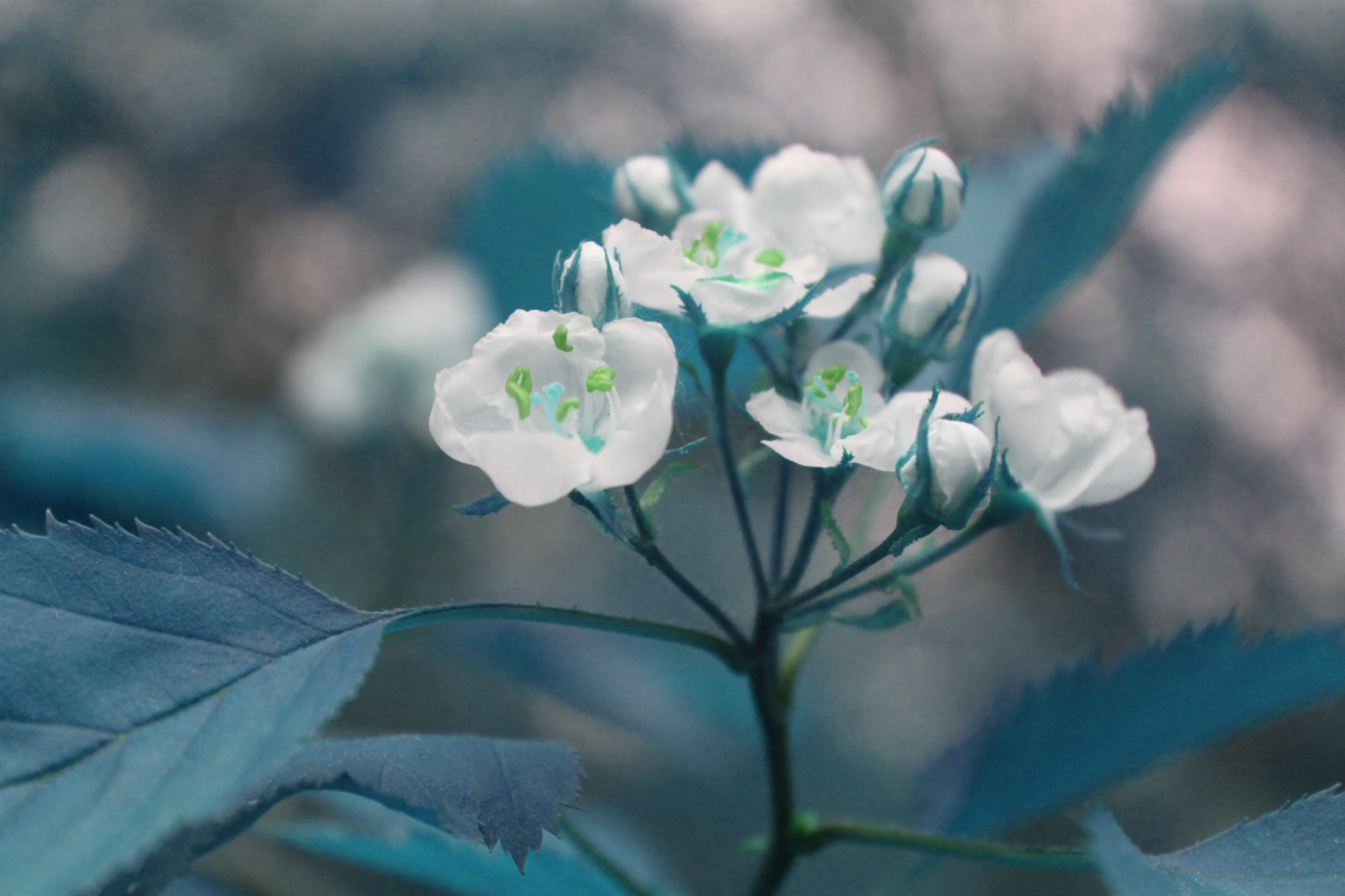 Crataegus holmesiana
